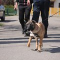 Policijos &scaron;unų mokymai