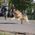 Policijos &scaron;unų mokymai