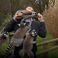 BBC reporterį zoologijos sode užpuolė lemūrai 
