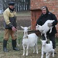  Bronislovas ir Viktorija Rimkevičiai Ožkos metus sutinka su tuzinu ožkų