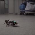Robotas &ndash; tarakonas