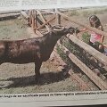 Ispanijos gyvūnų mylėtojai siekia i&scaron;gelbėti karvę Margaritą nuo skerdyklos