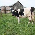 Pieno mafija Lietuvoje &ndash; teisėta, bet nesąžininga