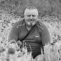 Algimantas Mačiulis