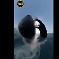 Banglentininkas &bdquo;GoPro&ldquo; kamera užfiksavo susidūrimą su banginiu
