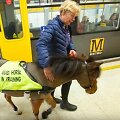 Ponis vedlys Digby