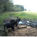 Me&scaron;kos Kupi&scaron;kio rajone pamėgo lankytis toje pačioje vietoje