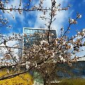 Sakuros Vilniuje