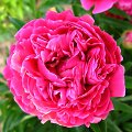 Bijūnai Paeonia lactiflora 'Profesorius K. Grybauskas'