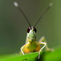 Svirplys