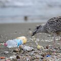 Kirai, žuvėdros neretai prisilesa plastiko. Tačiau ančių snapai yra labai jautrūs, todėl mokslininkai stebisi, kaip jos plastiko neatpažįsta