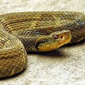 Bothrops jararaca rū&scaron;ies gyvatė