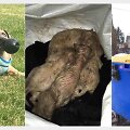 &Scaron;iandien visi &scaron;e&scaron;i &scaron;uniukai jau yra paaugę ir sustiprėję, jie turi naujus, rūpestingus &scaron;eimininkus.