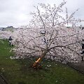 Sakurų parke &ndash; japonų turistų a&scaron;aros: Velykų rytą medžius čia i&scaron;vartė &scaron;iuk&scaron;liavežė
