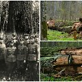 &Scaron;aravų ąžuolas po &scaron;e&scaron;ių &scaron;imtmečių tarė &bdquo;sudie&ldquo;: LDK laikais i&scaron;dygusio gamtos paminklo istorija