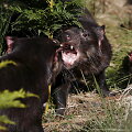 Tasmanijos velnias