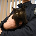 I&scaron;gelbėtas katinėlis ir jo gelbėtojai