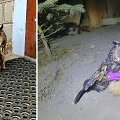 Rastas apuokas