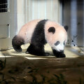 Japonijos zoologijos sode mažylė panda pirmą kartą parodyta žurnalistams