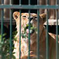Lietuvos zoologijos sodo 82-asis sezono atidarymas