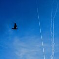 &bdquo;Hamas&ldquo; paleistos raketos
