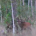 Taurusis elnias