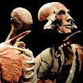 Žmogaus kūnų paroda &bdquo;Body Worlds Vital&ldquo;