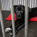 &bdquo;Pet Rescue Finland&ldquo; padeda rasti namus Suomijoje prieglaudų &scaron;unims i&scaron; Lietuvos