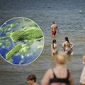 Vibrio vulnificus bakterija Baltijos jūroje