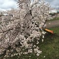 Sakurų parke &ndash; japonų turistų a&scaron;aros: Velykų rytą medžius čia i&scaron;vartė &scaron;iuk&scaron;liavežė