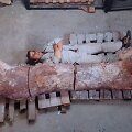 Atrastos didžiausio Žemėje gvenusio tiranozauro fosilijos