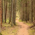 Vainagių mi&scaron;ko pažintinis takas