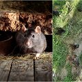 Klaipėdiečių kiemus pamėgo žiurkės