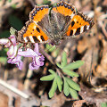 Bundantis pavasaris