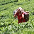 Darjeelingo arbatmedžių lapelių skynimas