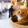 Vilniuje duris atvėrė kačių kavinė - lankytojams kompaniją palaiko net 9 murkliai.