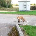 Kėdainiuose vairuotojai prisijaukino lapę