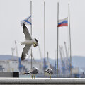 Uostas Vladivostoke