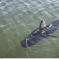 JAV armijos &scaron;nipinėjimui sukurtas robotas &ndash; tunas &bdquo;GhostSwimmer&ldquo;
