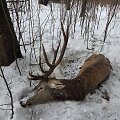 Mi&scaron;kuose gai&scaron;ta taurieji elniai