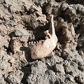 Archeologiniai kasinėjimai Žeimelyje