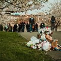 Vakaras sakurų parke