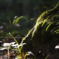 Pramoga laisvadieniu &ndash; pasivaik&scaron;čiojimas vir&scaron; pelkės.