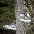 Žiemi&scaron;kas sekmadienis mi&scaron;ke