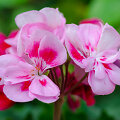 Pelargonijos
