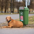 Socialinė akcija &scaron;unų savininkams Kaune