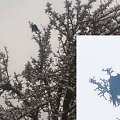 Ugniagesiai gelbėjo medyje įstrigusią varną