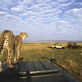 Kenijoje safaris &ndash; galimybė akis į akį susitikti su gepardu
