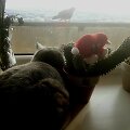 Balandžiai balkone.