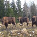 Žvėrinčius. Jaunųjų stumbrų trijulė